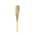 pampass dried grass