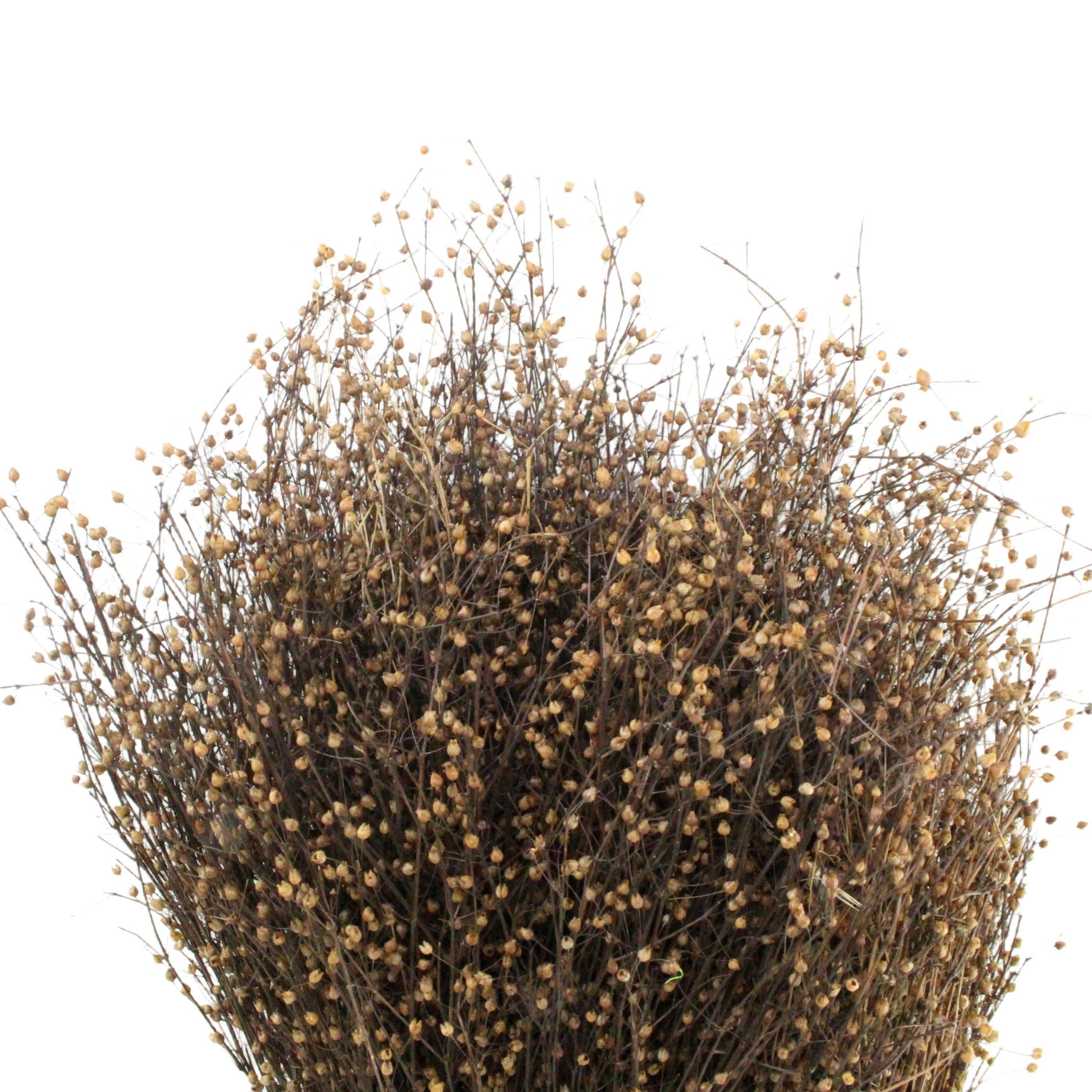 Natural Twigs – 100% Natural Decorative Birch Branches for Vases, Centerpieces & DIY Crafts – Birch Sticks for Decorating