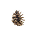 large pine cone