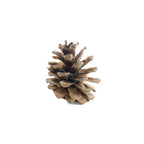 large pine cone
