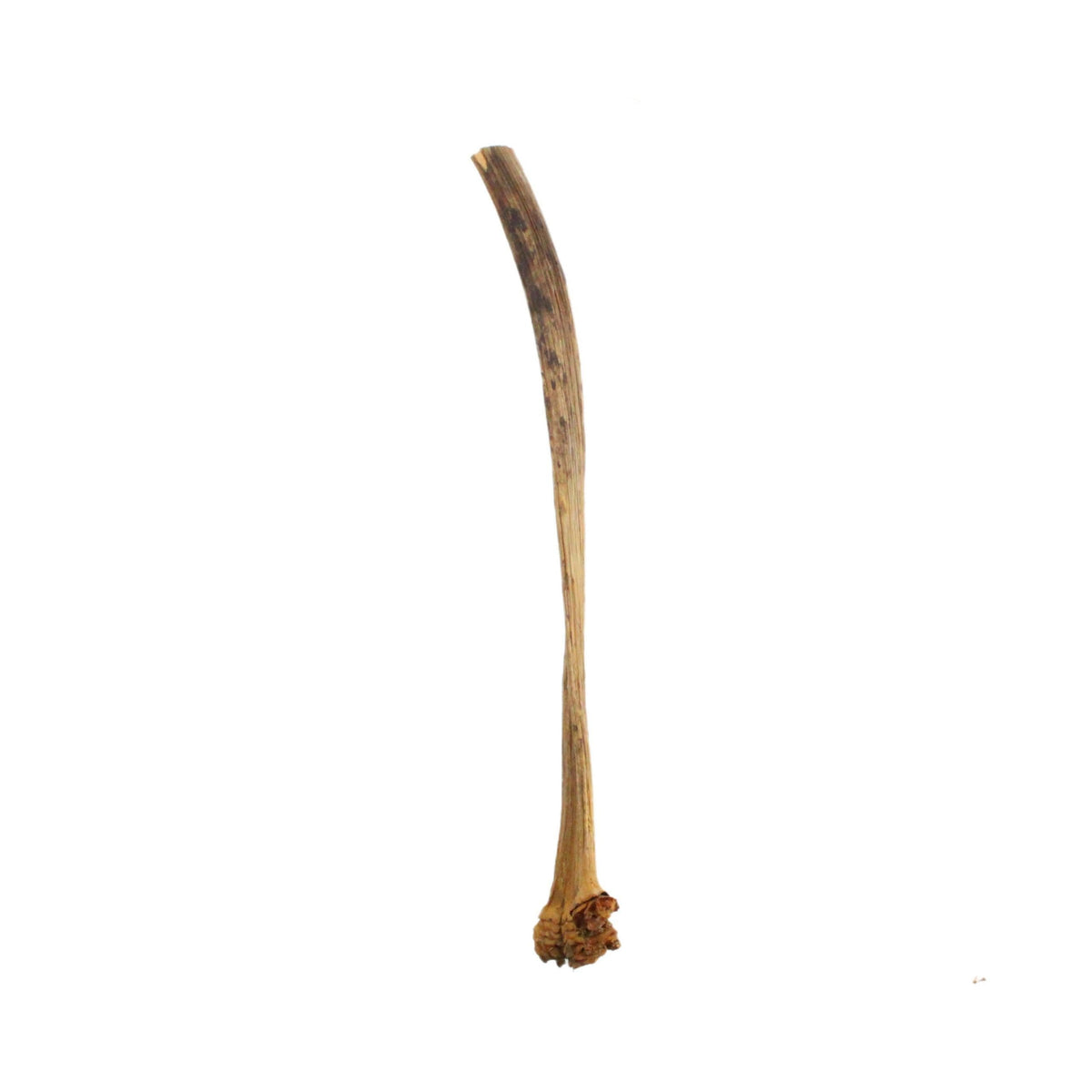 natural dried tree bark