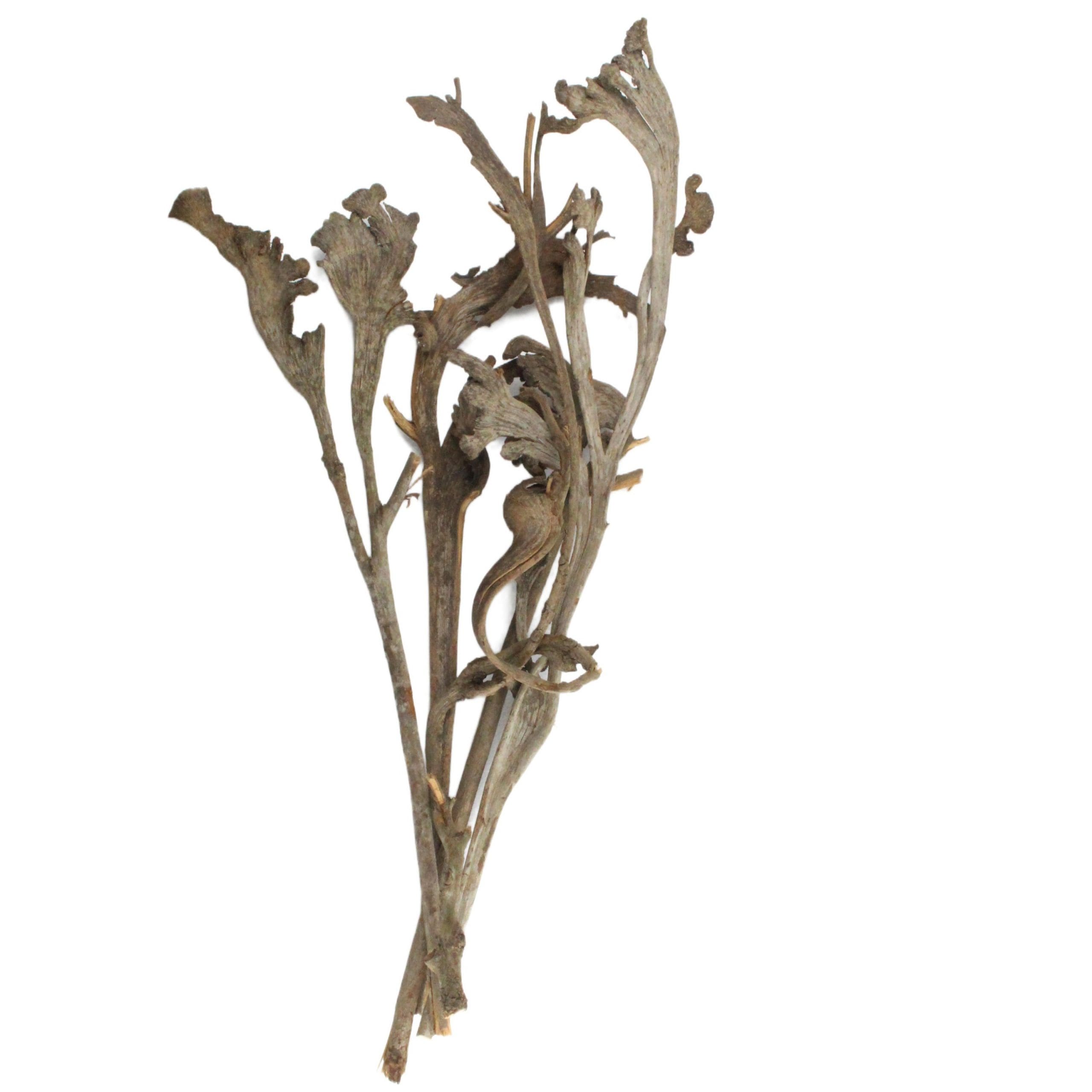 Dried Natural Natraj Stick