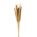 Dried Grass Typha Natural