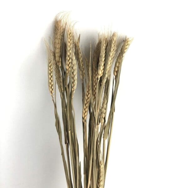 dried wheat stems bunch