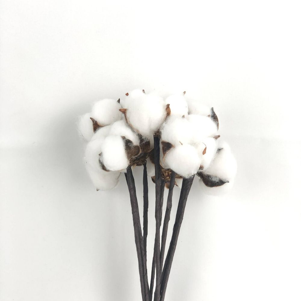 Dried Cotton Flower Stick