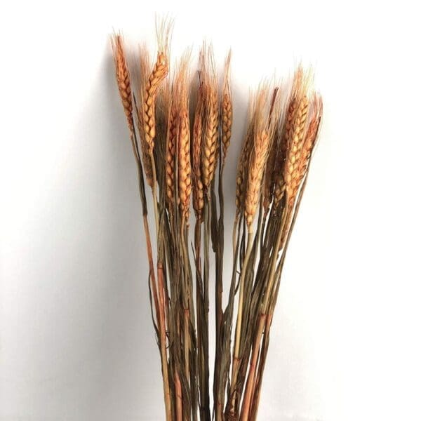 ⁦أعواد القمح المجففة لتزيين ديكور المنزل والمكتب وغرفة المعيشة وديكور الزفاف.⁩ - الصورة ⁦2⁩