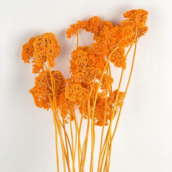 orange dried flower