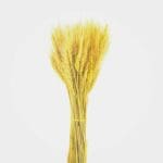 Natural Dried Flower Dry Grass Yellow