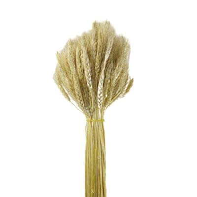 Natural Dried Flower Dry Grass Beige