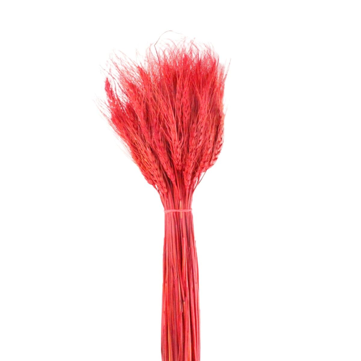 Natural Dried Flower Dry Grass Red