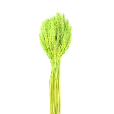 Natural Dried Flower Dry Grass Green