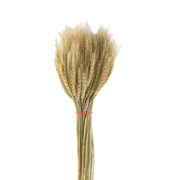 Natural Dried Flower Dry Grass