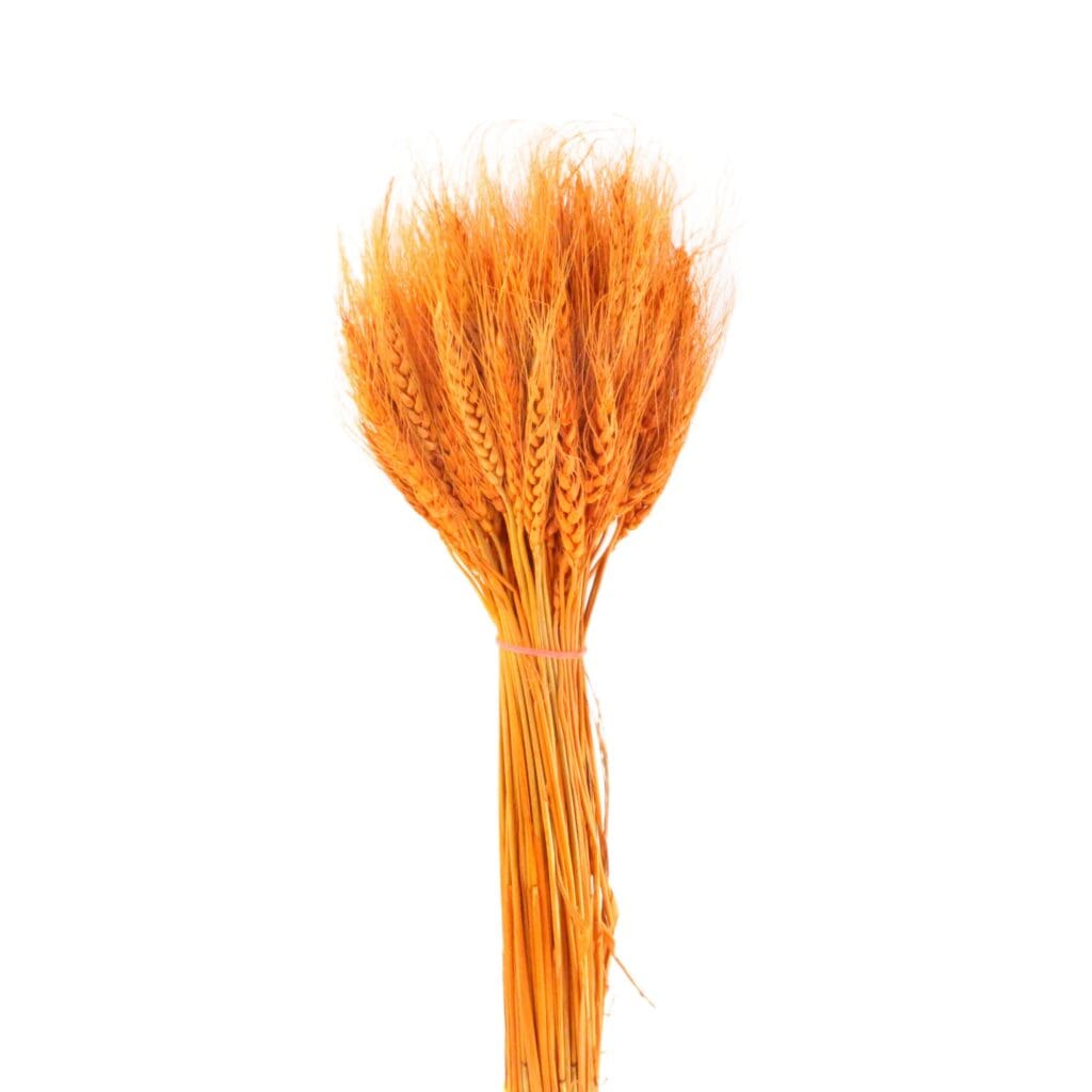 Natural Dried Flower Dry Grass Orange