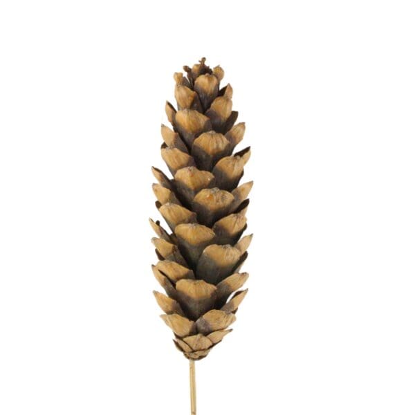 Natural Dried Pine Cone