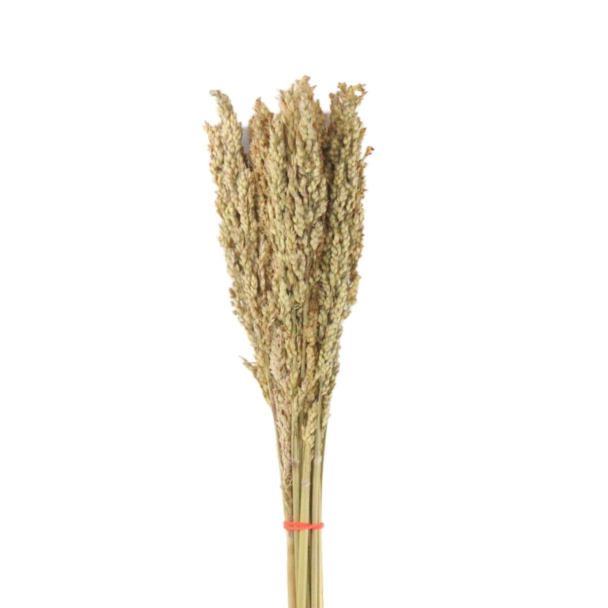 Sorghum Dried Grass Great Millet
