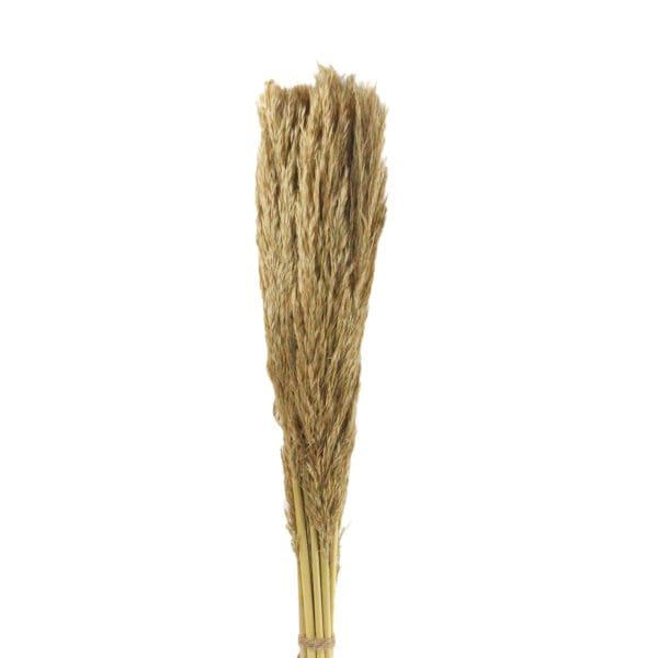 pampass dried grass