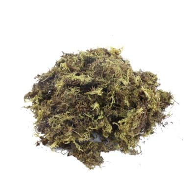 dry moss