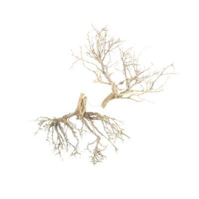 Natural Dried Twigs Branch Root