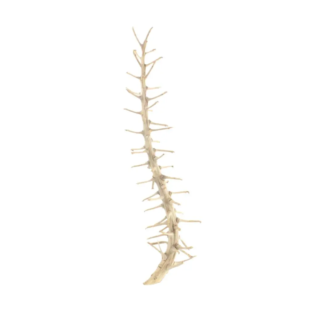 Natural Dried Thorn Foliage Stem