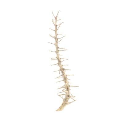 Natural Dried Thorn Foliage Stem