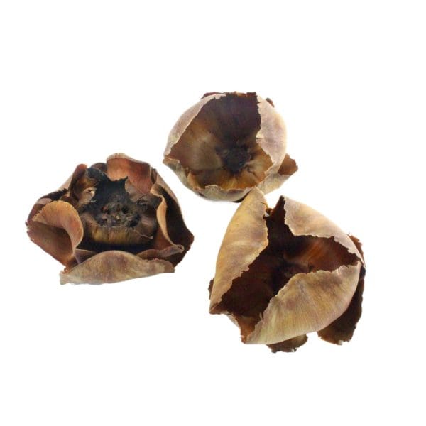 Natrual Dried Vase Filler - Image 2