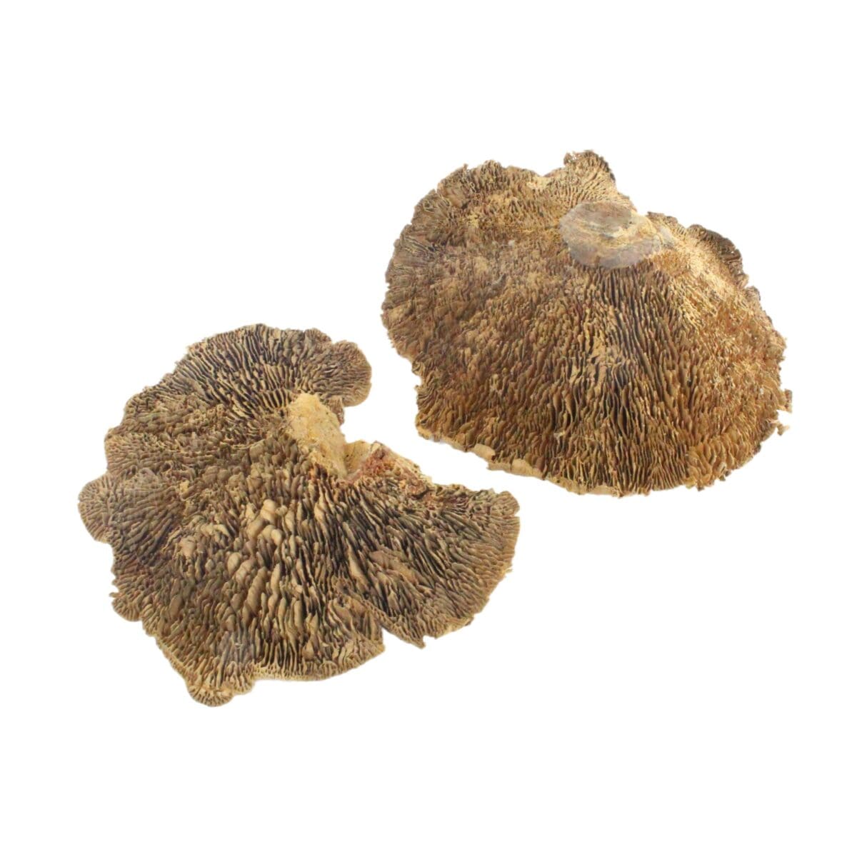 natural dried sponge mushroom