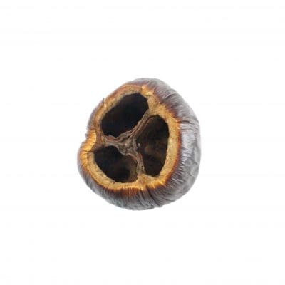dried talami pods