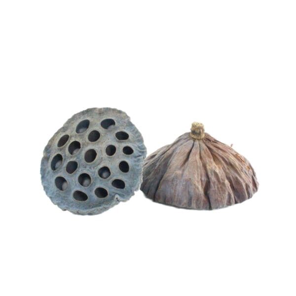 dried lotus seed pods