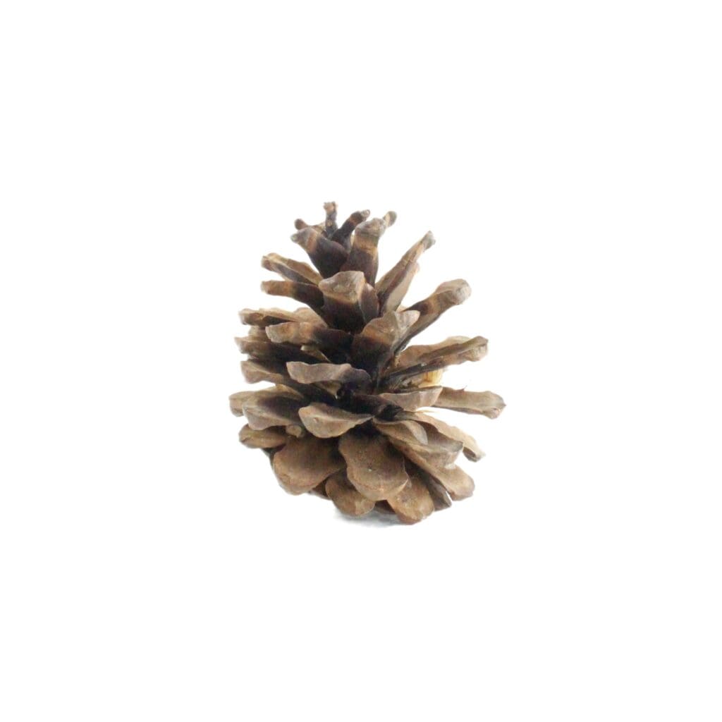 large pine cone