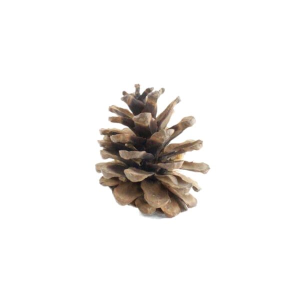 large pine cone