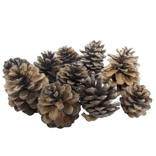 large pine cone