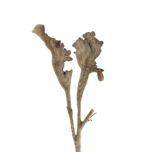 Dried Natural Natraj Stick