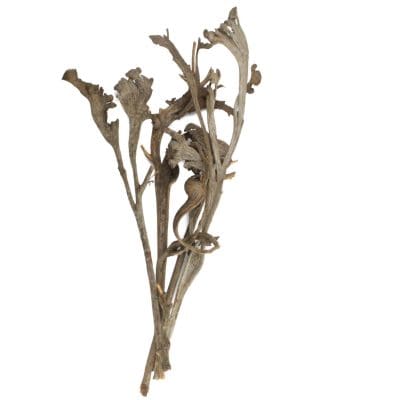 Dried Natural Natraj Stick