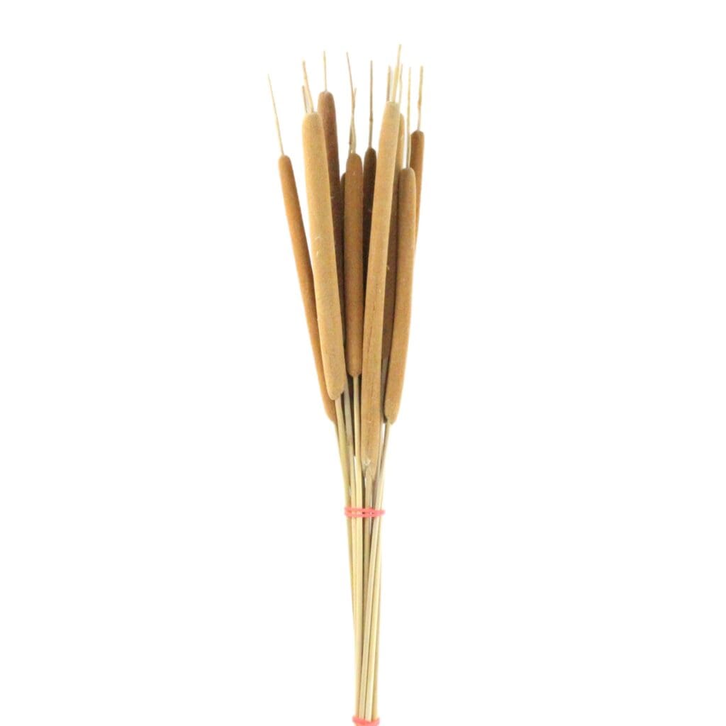 Dried Grass Typha Natural