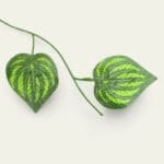 Artificial green vine creeper hanging leaf, faux vine creeper bunch, decorative garland, indoor outdoor greenery, long hanging vines